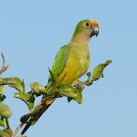 Peach-fronted Parakeet